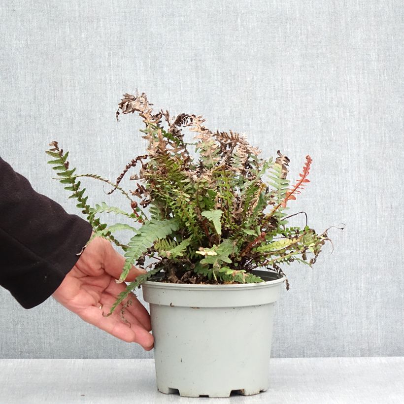 Doodia media Vaso da 2L/3L esemplare consegnato in primavera