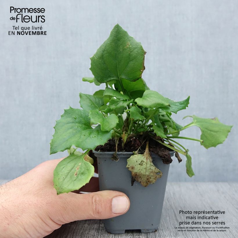 Esemplare di Doronicum orientale Finesse - Doronic Godet de 8/9 cm come consegnato in autunno