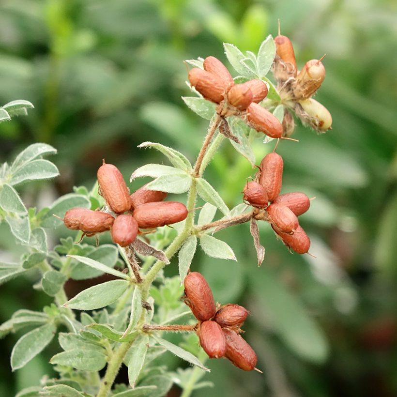 Dorycnium hirsutum Frejorgues (Harvest)