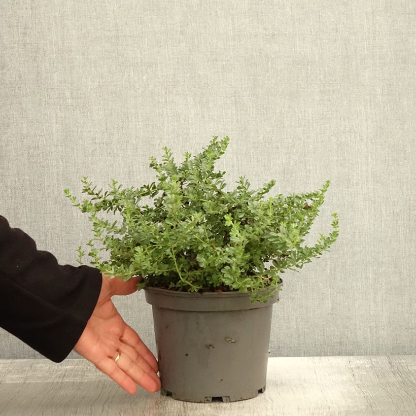 Esemplare di Dorycnium hirsutum Frejorgues Pot de 3L/4L come consegnato in autunno
