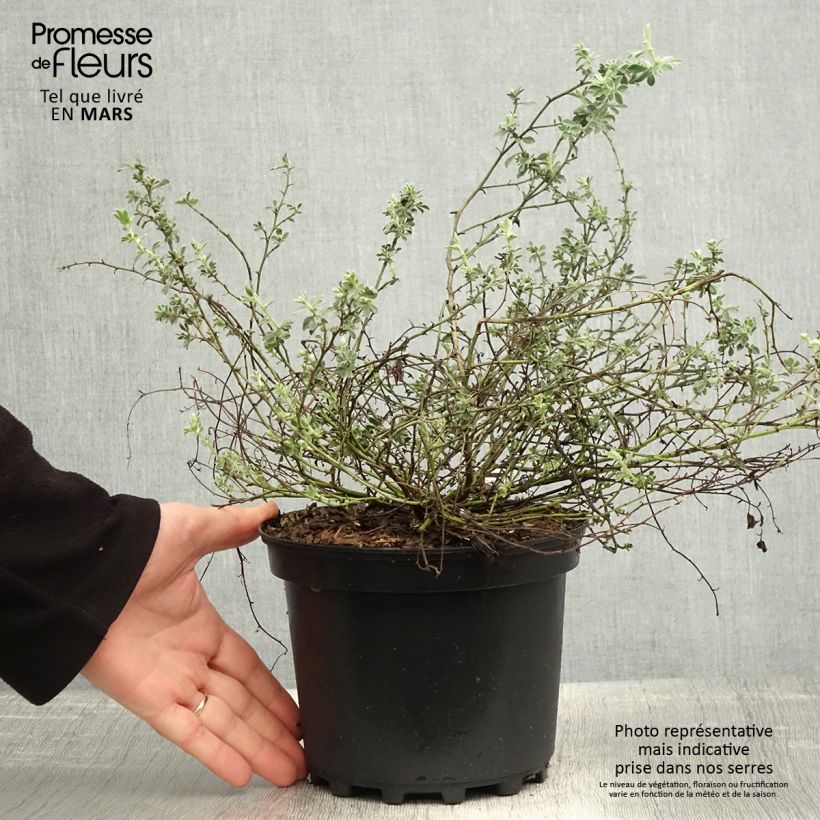 Example of Dorycnium hirsutum Frejorgues Vaso da 3L/4L as you get in printemps