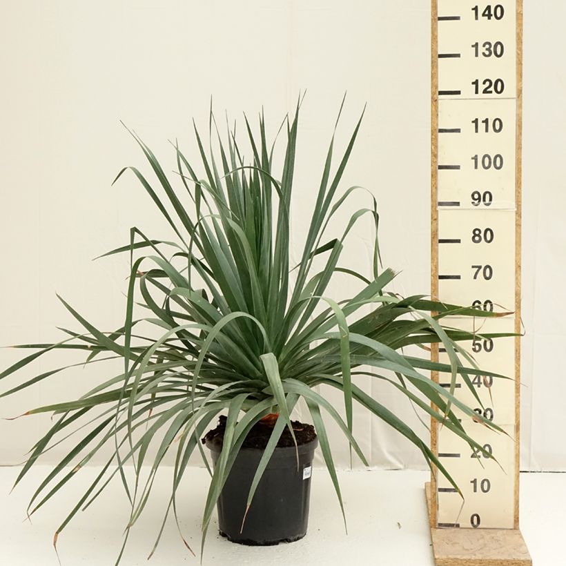 Example of Dracaena draco - Albero del drago Vaso da 18L/20L as you get in printemps