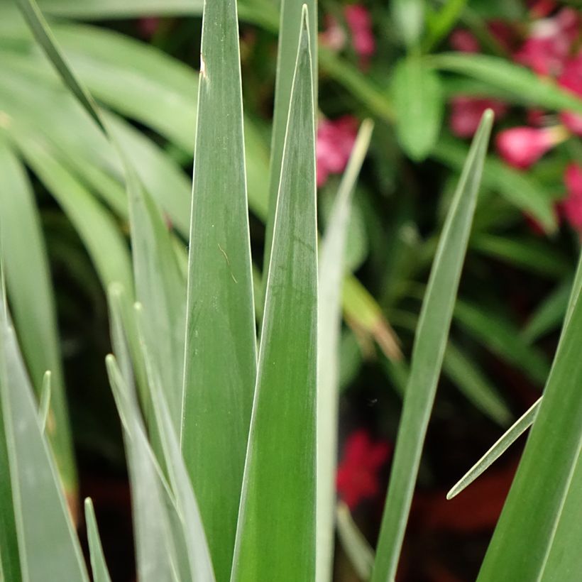 Dracaena draco - Albero del drago (Foliage)