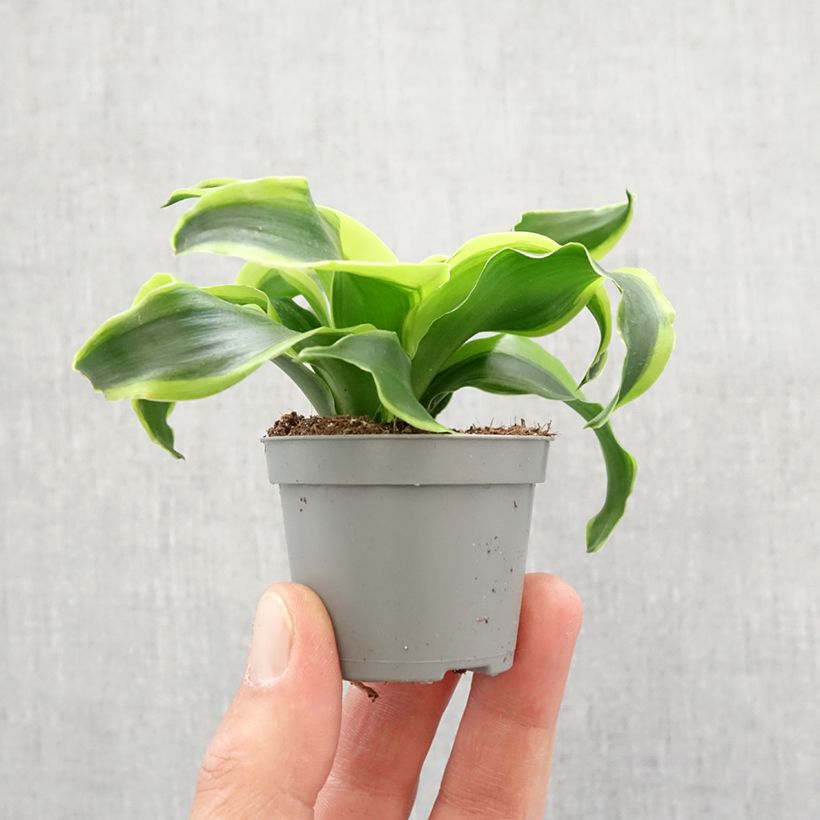 Dracaena Dragontree Tornado - Tronchetto della Felicità mini-pianta esemplare consegnato in primavera