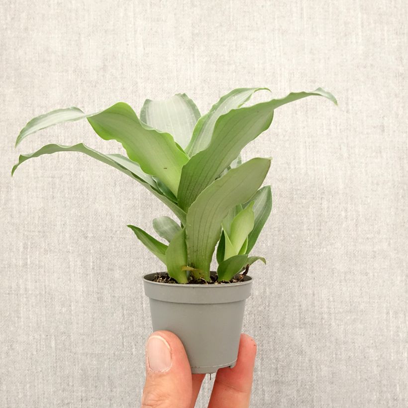 Example of Dracaena Hawaii - Tronchetto della Felicità mini-pianta as you get in printemps