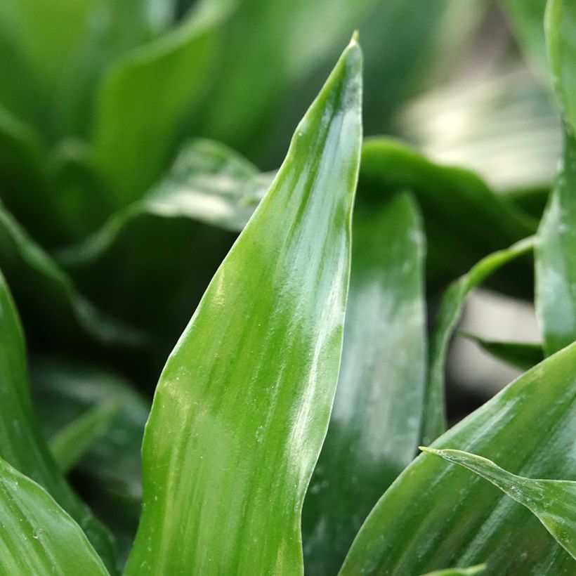 Dracaena Janet Craig - Tronchetto della Felicità (Fogliame)