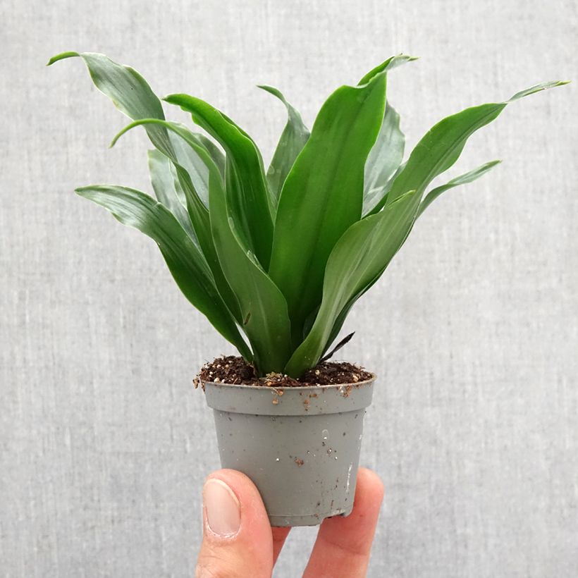 Dracaena Janet Craig - Tronchetto della Felicità mini-pianta esemplare consegnato in primavera