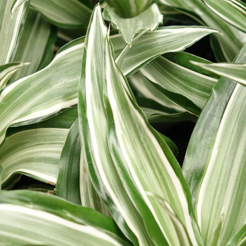 Dracaena Kanzi - Tronchetto della Felicità (Foliage)