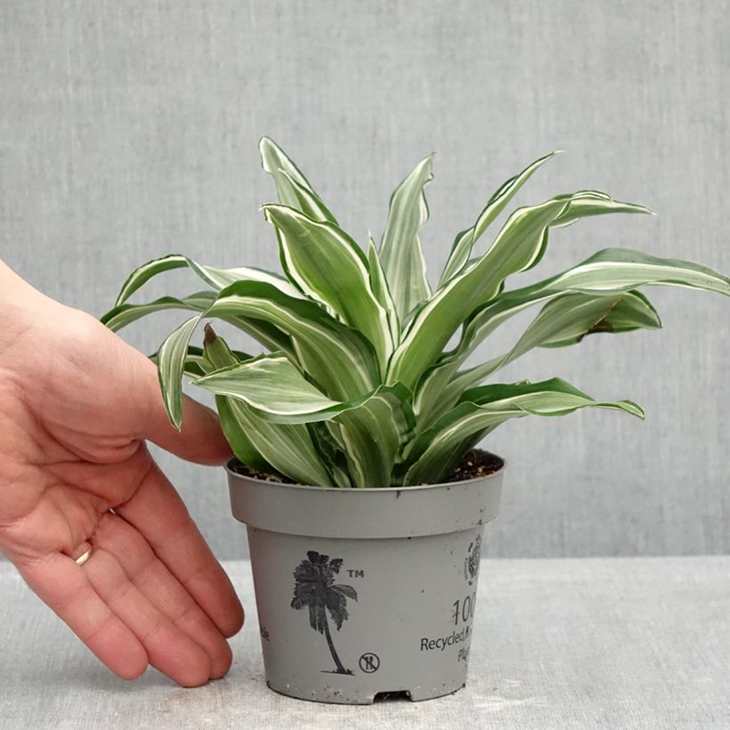 Example of Dracaena Kanzi - Tronchetto della Felicità Vaso da Ø 12 cm / 13 cm as you get in printemps
