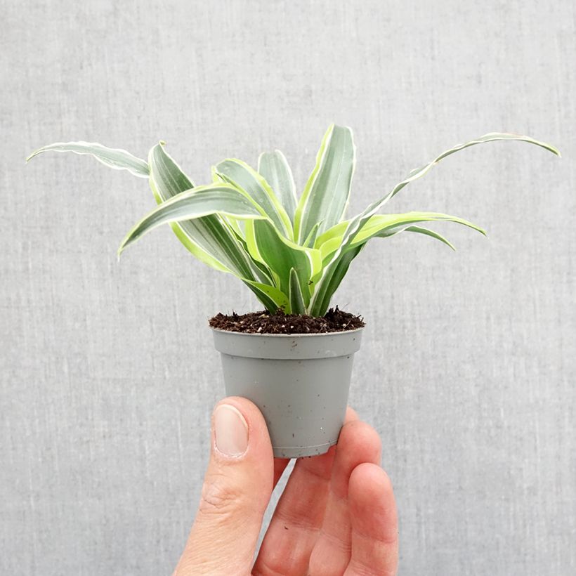 Dracaena Lemon Surprise - Tronchetto della Felicità mini-pianta esemplare consegnato in primavera