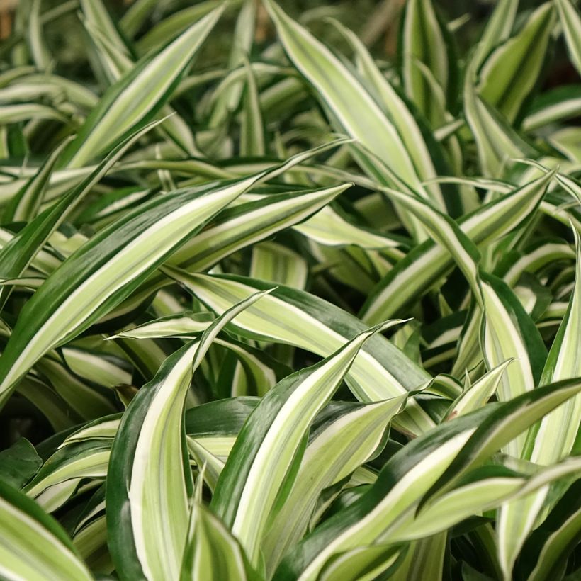 Dracaena Malaika - Tronchetto della Felicità (Foliage)