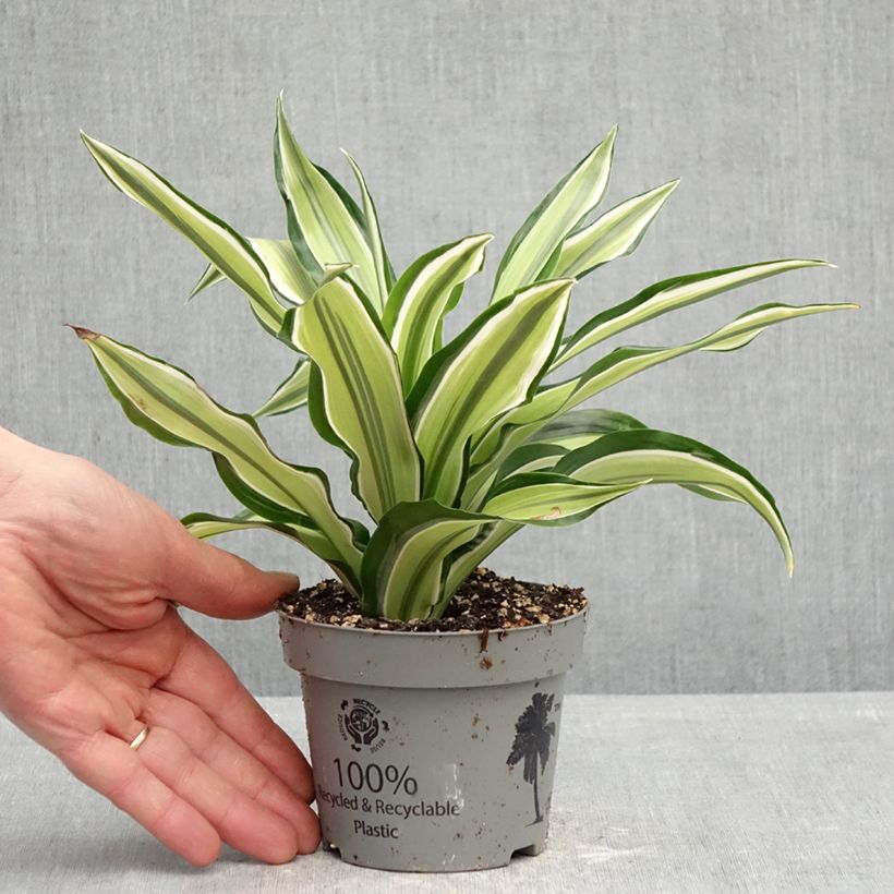 Example of Dracaena Malaika - Tronchetto della Felicità Vaso da Ø 12 cm / 13 cm as you get in printemps