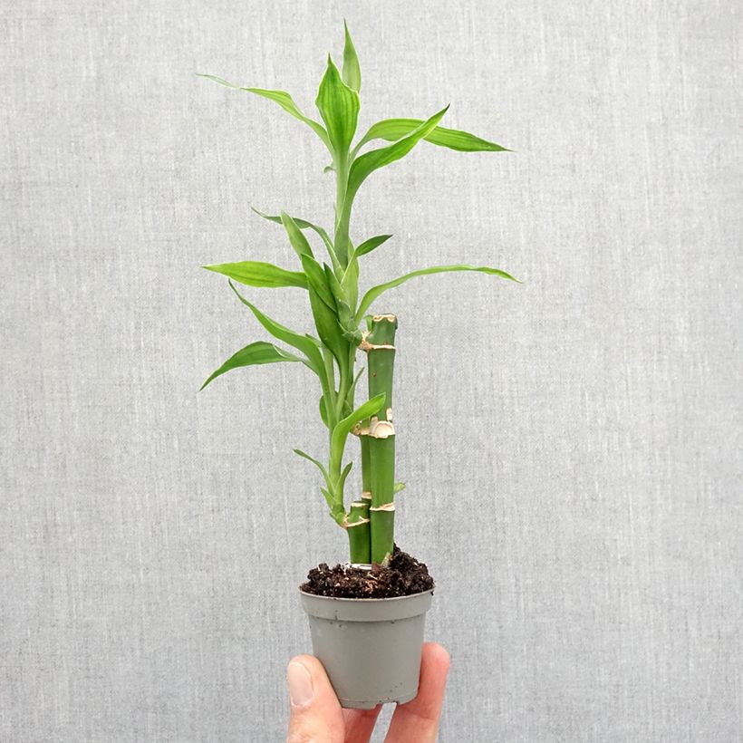 Dracaena sanderiana - Lucky bamboo mini-pianta esemplare consegnato in primavera