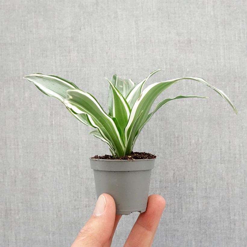 Example of Dracaena White Jewel - Tronchetto della Felicità mini-pianta as you get in printemps