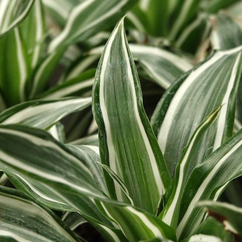 Dracaena White Jewel - Tronchetto della Felicità (Fogliame)