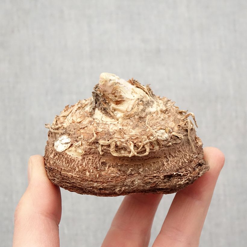 Dracunculus vulgaris - Dragontea Bulbo taglia 13+ esemplare consegnato in primavera