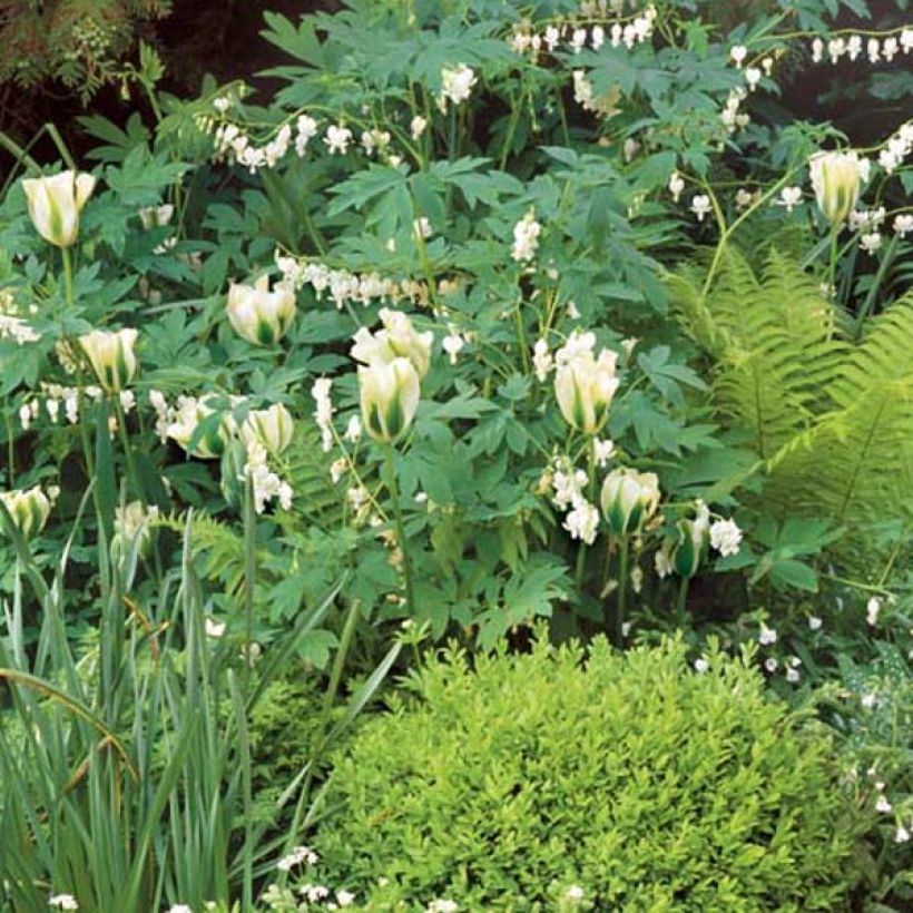 Dryopteris affinis (Plant habit)