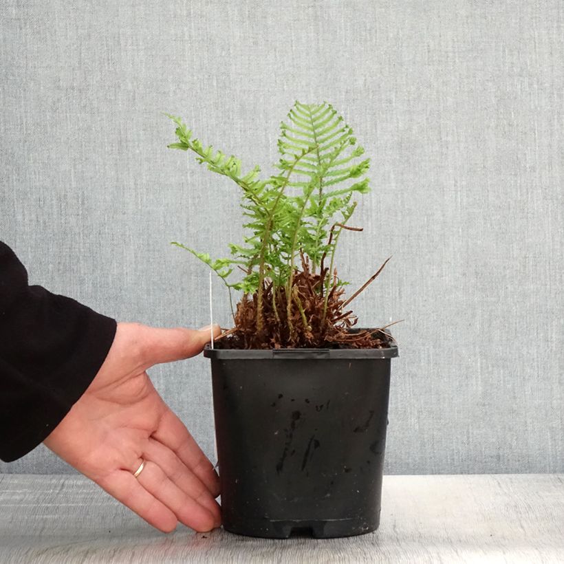 Dryopteris affinis Cristata Vaso da 2L/3L esemplare consegnato in primavera