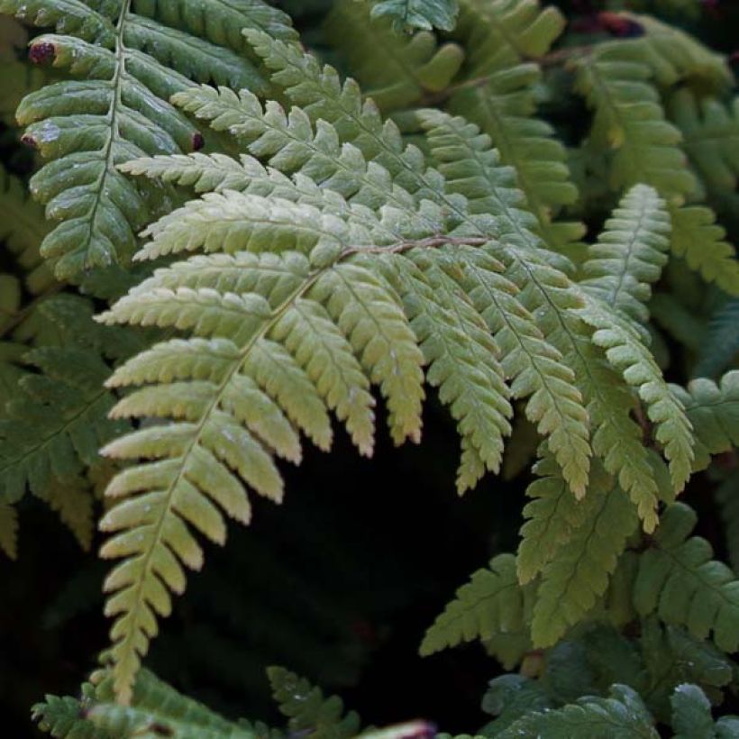Dryopteris affinis (Foliage)