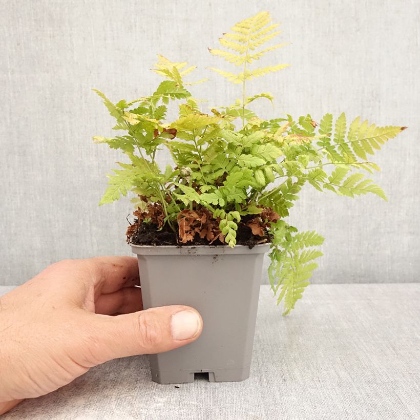 Dryopteris carthusiana - Felce certosina Vasetto da 8/9 cm esemplare consegnato in primavera
