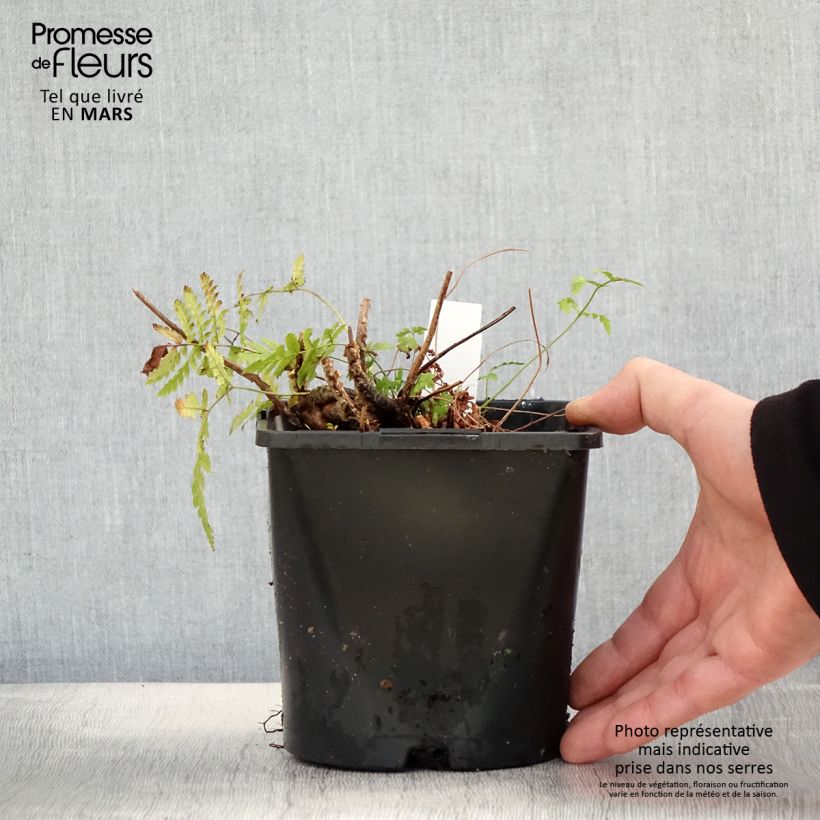 Dryopteris carthusiana - Felce certosina Vaso da 2L/3L esemplare consegnato in primavera