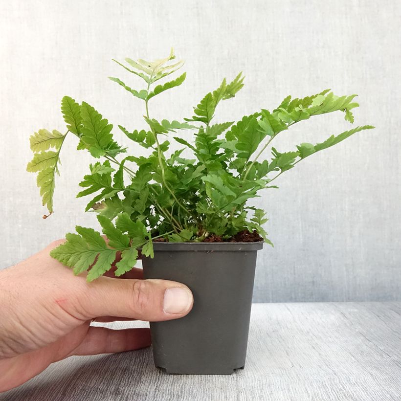 Esemplare di Dryopteris clintoniana Vasetto da 8/9 cm come consegnato in autunno
