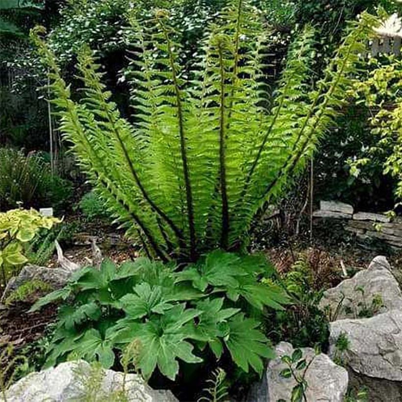 Dryopteris crassirhizoma (Plant habit)
