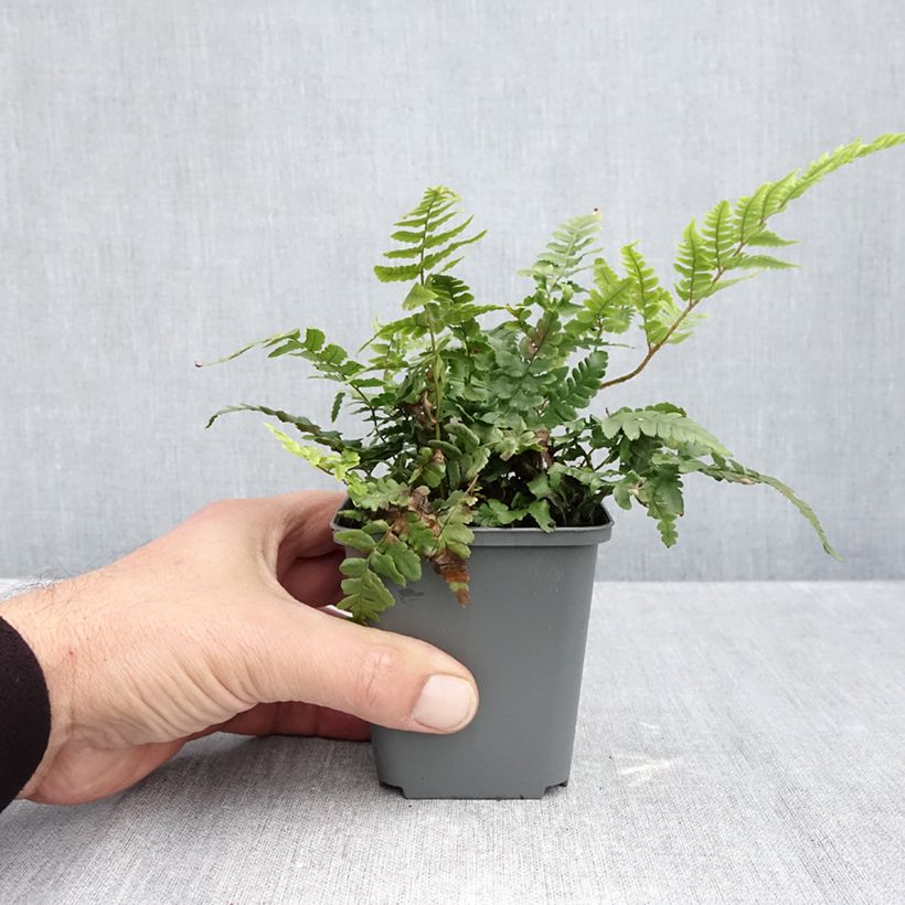 Esemplare di Dryopteris crassirhizoma Vasetto da 8/9 cm come consegnato in autunno