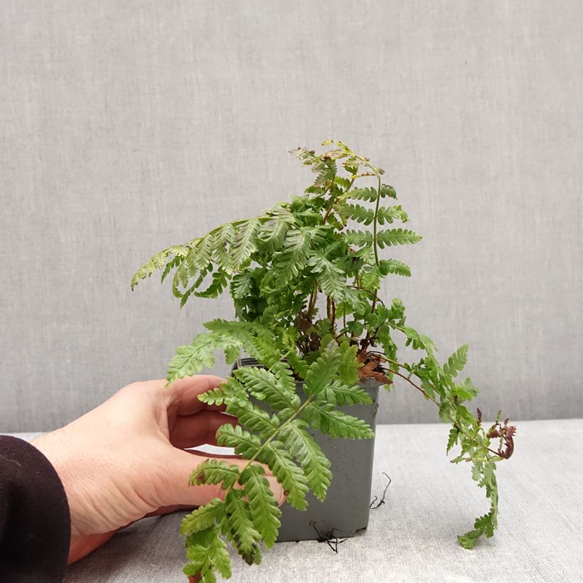 Example of Dryopteris crassirhizoma Vasetto da 8/9 cm as you get in hiver