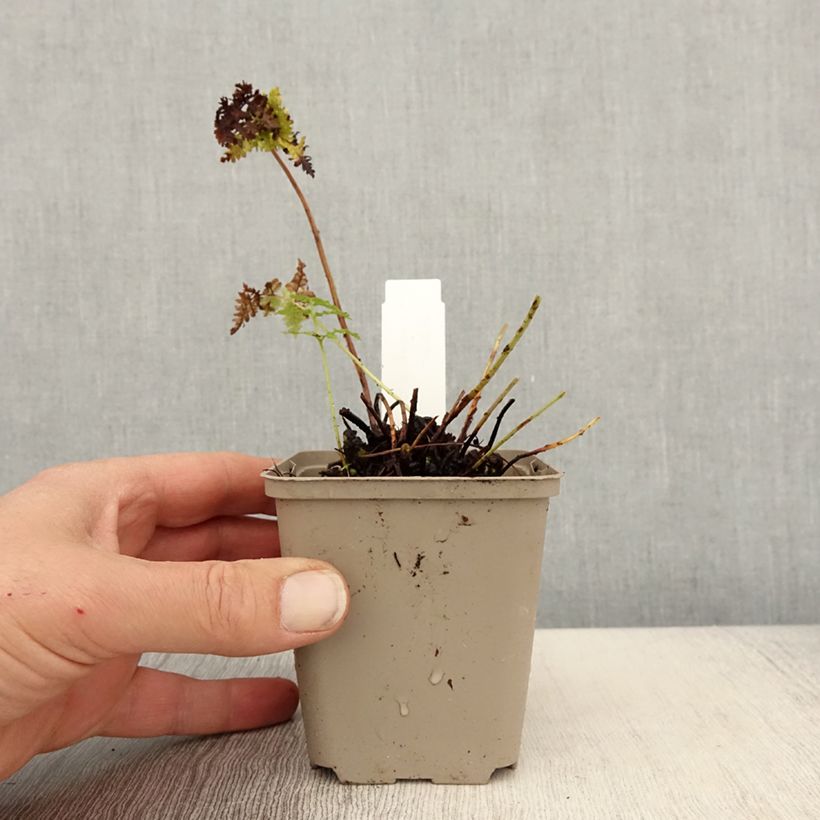 Dryopteris dilatata Crispa Whiteside - Felce dilatata Vasetto da 8/9 cm esemplare consegnato in primavera