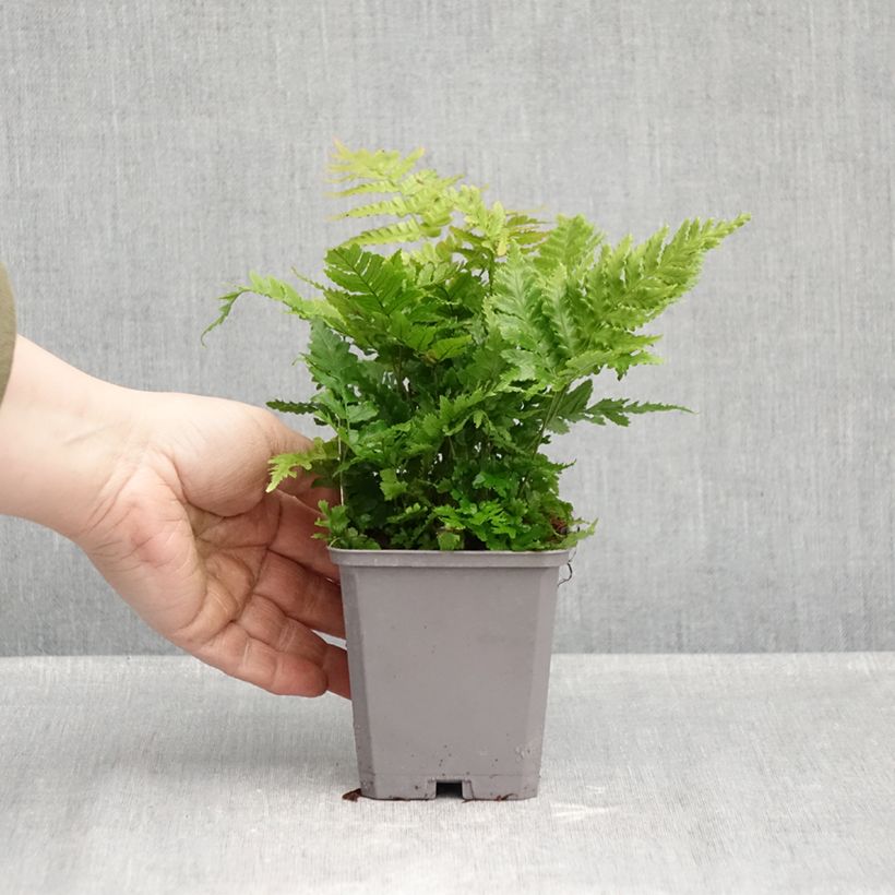 Esemplare di Dryopteris erythrosora Vasetto da 8/9 cm come consegnato in autunno