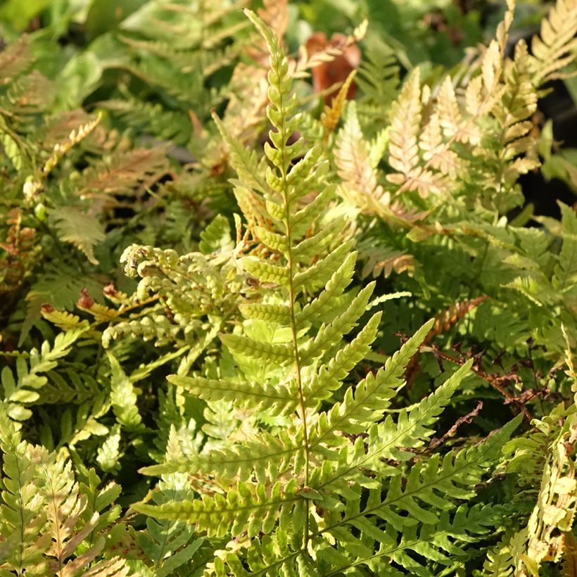 Dryopteris erythrosora Prolifica (Foliage)
