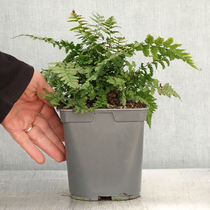 Example of Dryopteris filix-mas - Felce maschio Vaso da 2L/3L as you get in printemps