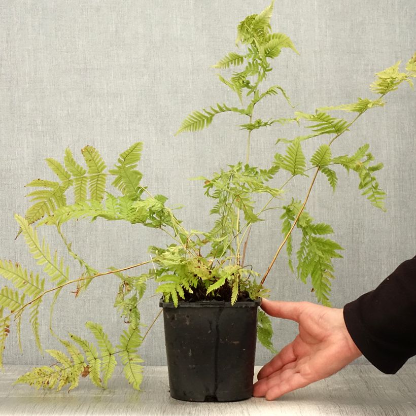 Dryopteris lepidopoda Vaso da 2L/3L esemplare consegnato in primavera