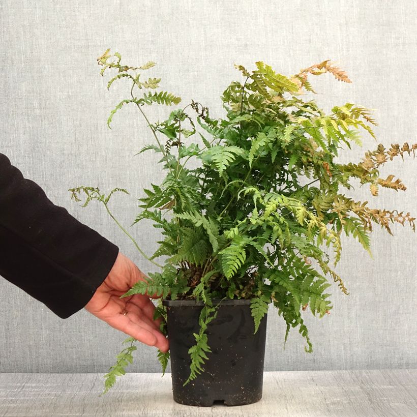 Dryopteris stewartii Vaso da 2L/3L esemplare consegnato in primavera