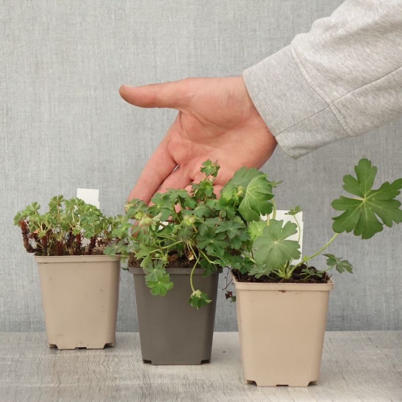 Collezione Gerani perenni tappezzanti esemplare consegnato in primavera