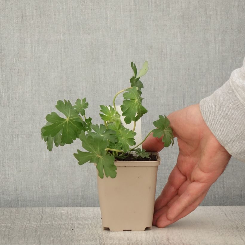 Geranium cantabrigiense St Ola Vasetto da 8/9 cm esemplare consegnato in primavera
