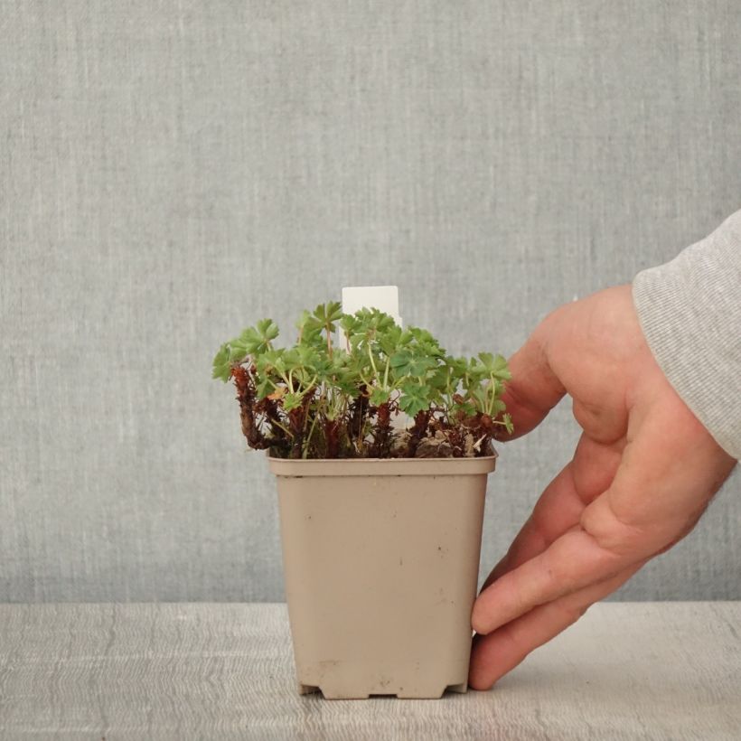 Geranium cantabrigiense Crystal Rose Vasetto da 8/9 cm esemplare consegnato in primavera