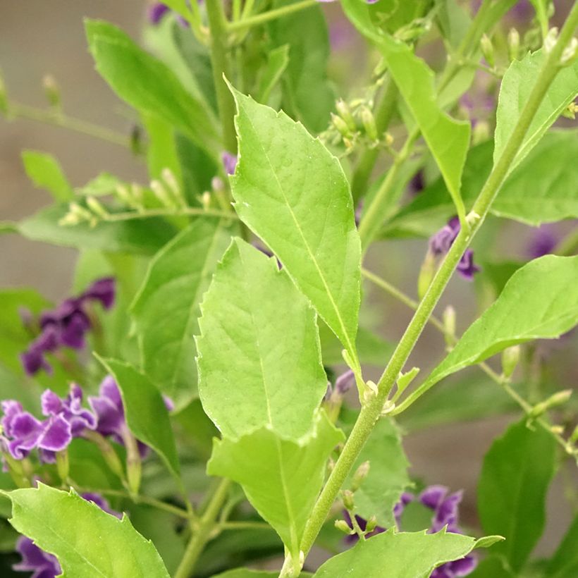 Duranta repens (Fogliame)