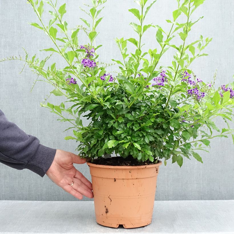 Duranta repens Vaso da 4L/5L esemplare consegnato in primavera
