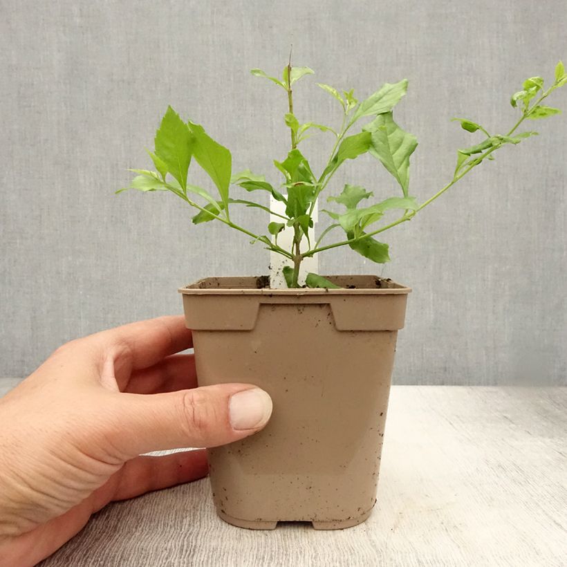 Esemplare di Duranta repens Vaso da 1L/1,5L consegnato in estate