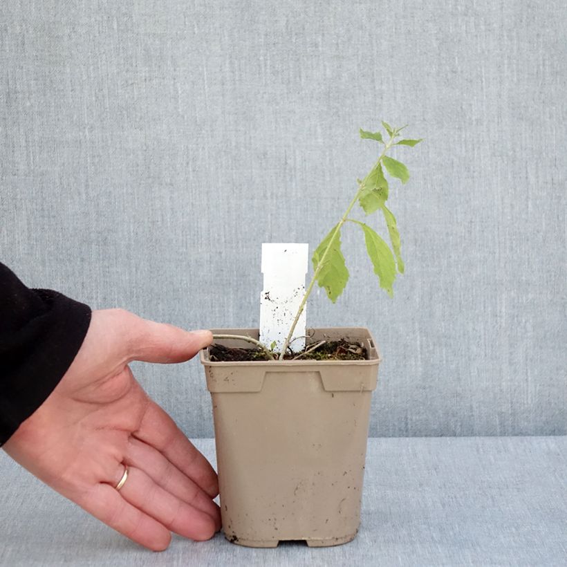 Duranta repens Vaso da 1L/1,5L esemplare consegnato in primavera