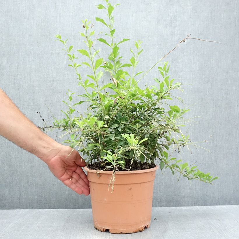 Esemplare di Duranta repens Vaso da 4L/5L consegnato in estate