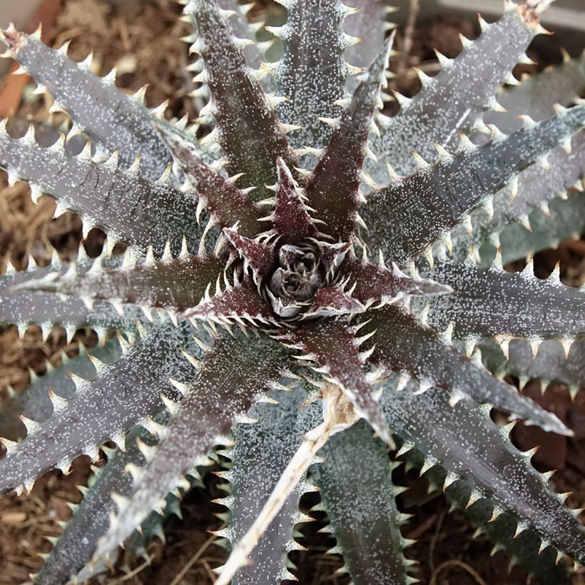 Dyckia Brittle Star (Fogliame)