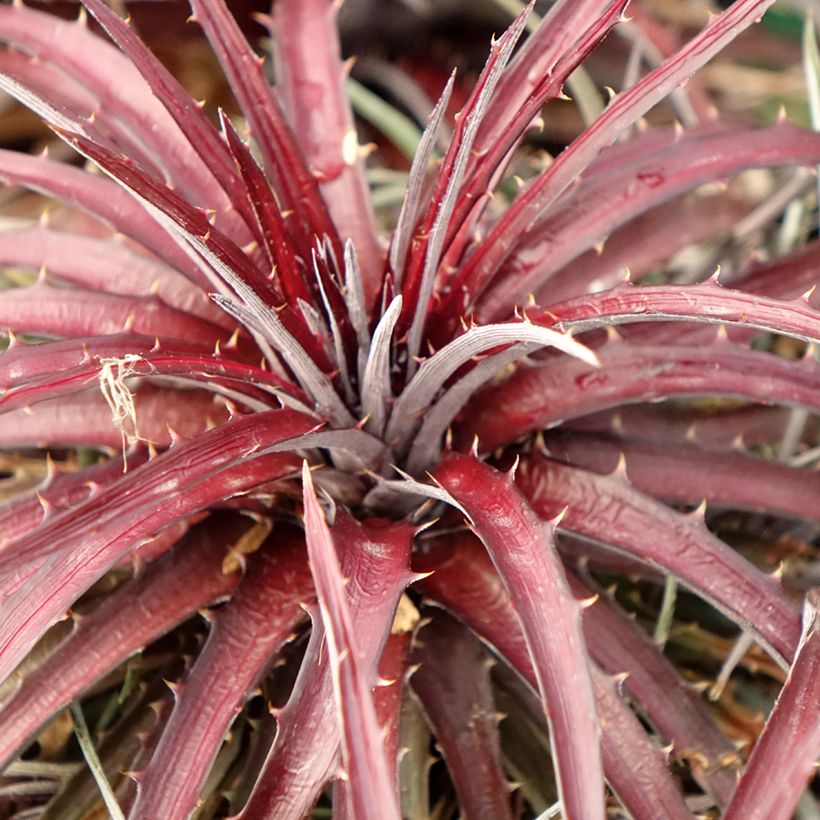 Dyckia Burgundy Ice (Fogliame)