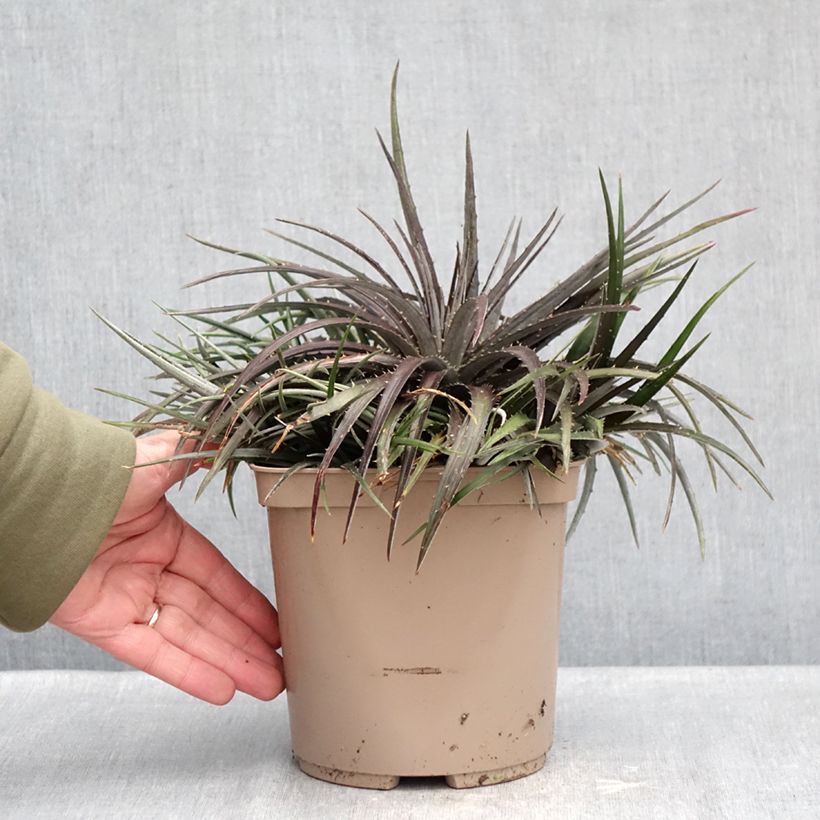 Dyckia Burgundy Ice Vaso da 3L/4L esemplare consegnato in inverno