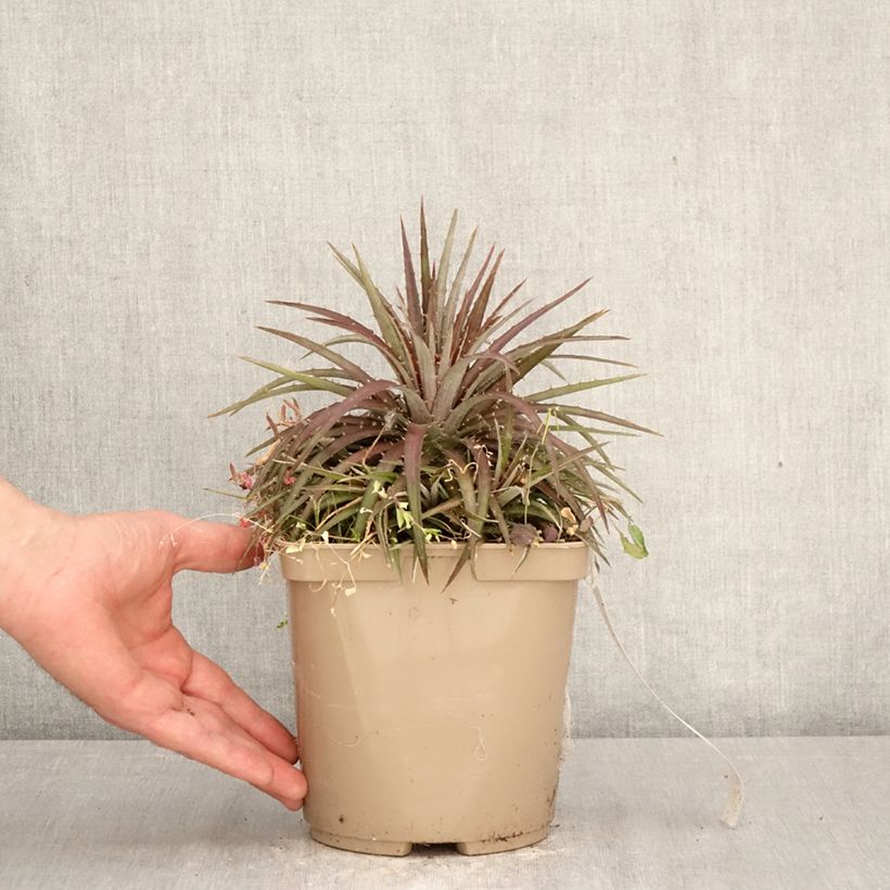Dyckia Burgundy Ice Vaso da 3L/4L esemplare consegnato in primavera