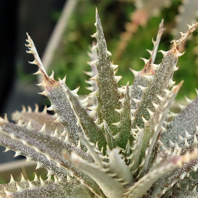 Dyckia Grand Marnier (Fogliame)