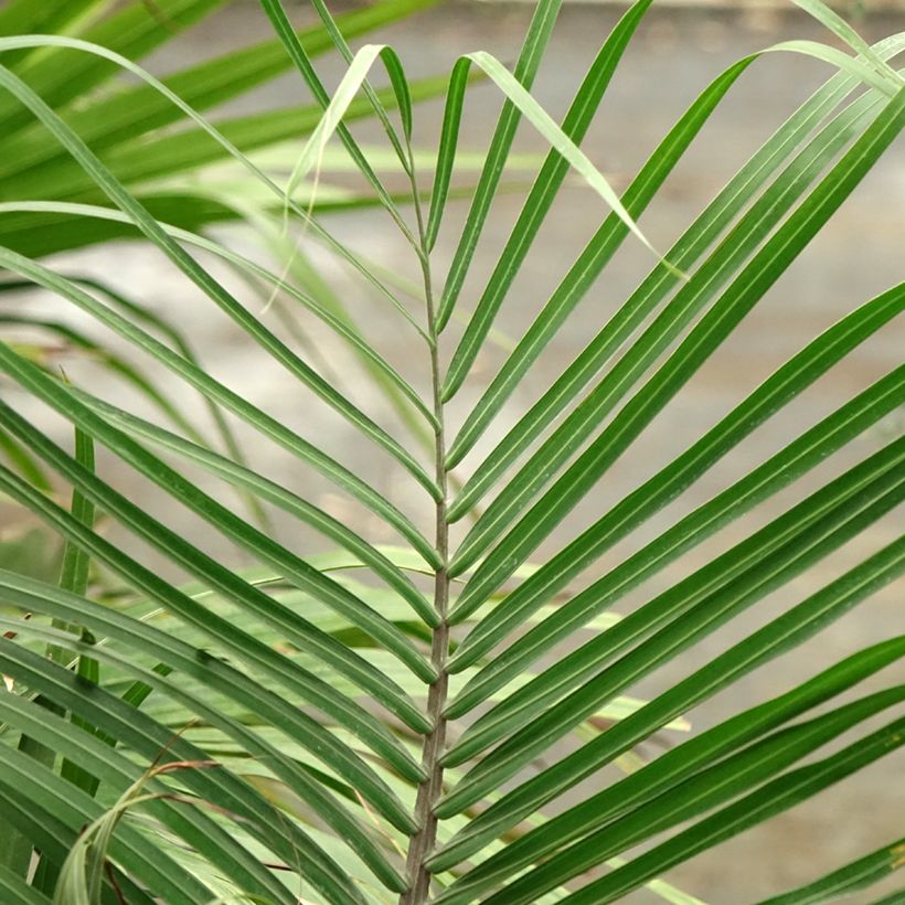 Dypsis decaryi - Palma triangolo (Fogliame)