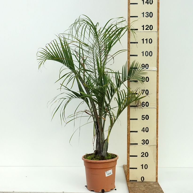 Esemplare di Dypsis decaryi - Palma triangolo Vaso da 7,5L/10L consegnato in estate